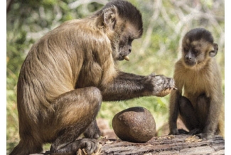 capuchin monkeys with tools