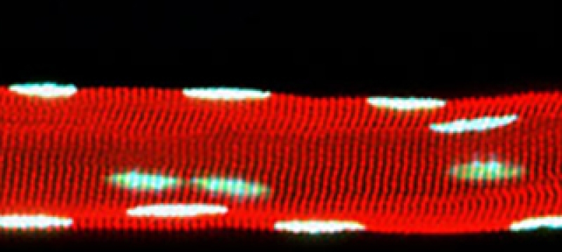 microscope image of red band with white spots