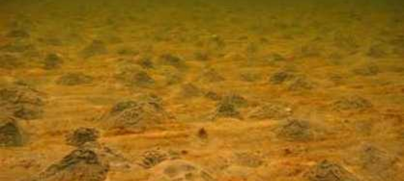 undersea photo of burrowing activity on sea floor