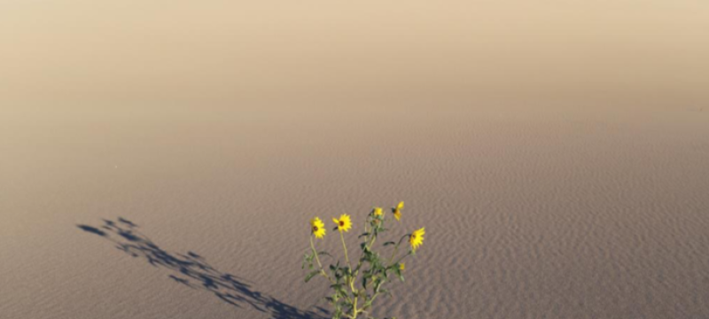 photo of sunflowers growing in desert sand, with sky, day