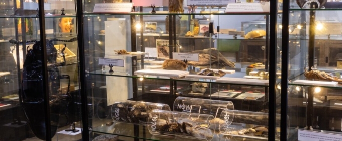 photo of animal specimen collection, under glass