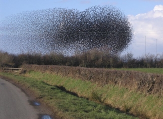 photo of flock of starlings