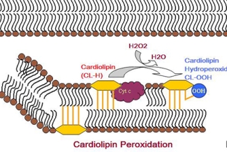 enzyme digram of cardiolipin