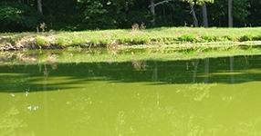 pond green