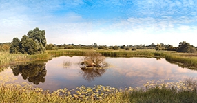 freshwater wetland photo