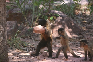 capuchin monkey is striking a nut with a stone hammer.