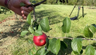 photo of apple on tree, hand