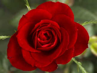 red rose photo