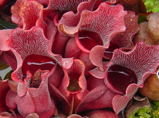 photo of a red pitcher plant