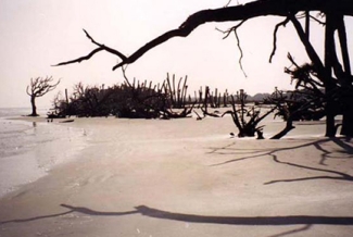 photo of shoreline with trees