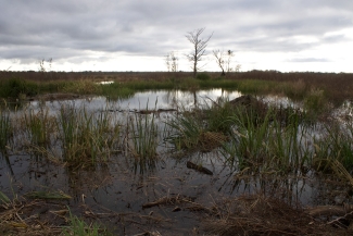 photo of swamp, day, with trees, water, sky