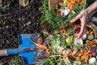 photo of shovel with dirt, vegetable, and hand