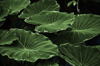 photo of large green leaves