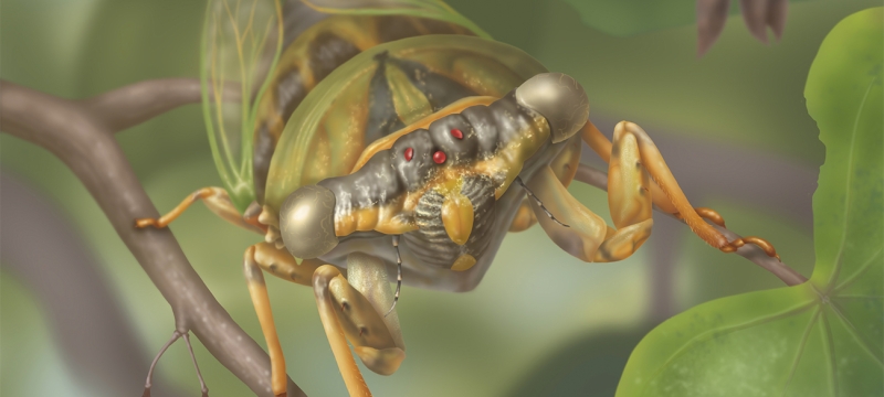 solora illustration of cicada