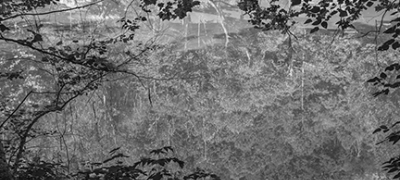 b/w photo of pond surface with trees