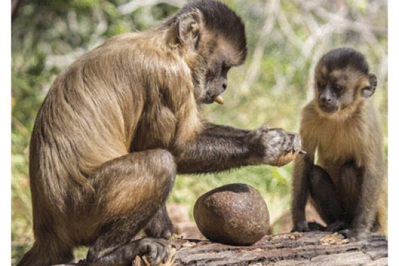 monkeys with rock tools