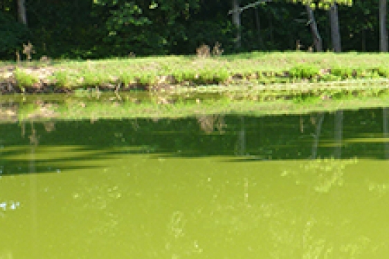 algal bloom on a pond