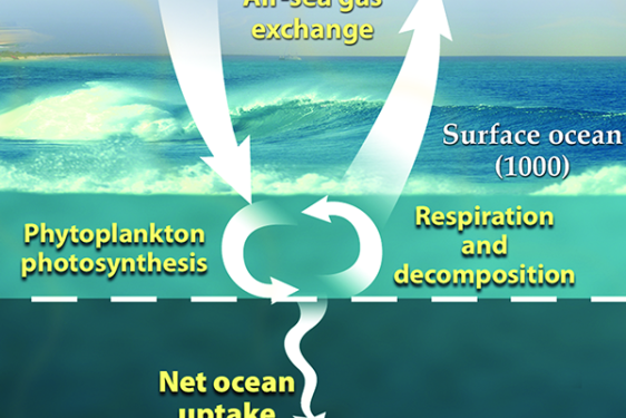 diagram of carbon cycle
