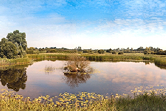 freshwater wetland photo