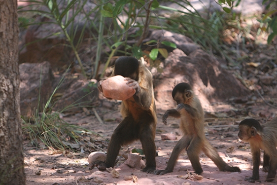  capuchin monkey is striking a nut with a stone hammer.