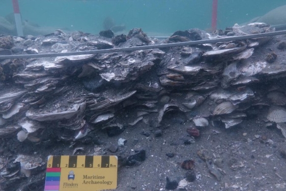 photo of oyster shells under water