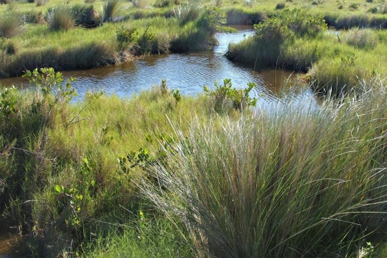 photo of spartina grass, water