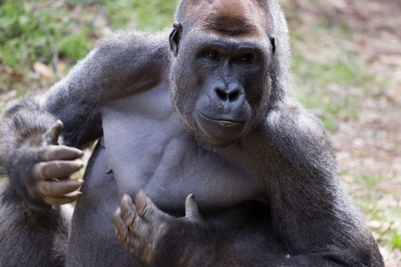 photo of gorilla, outdoors, day