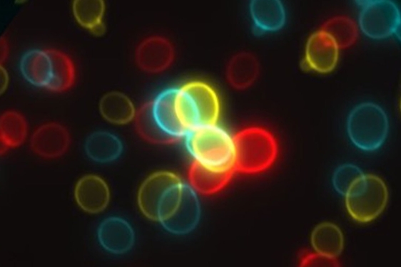microscopy image of cell, with colorful outlines of round objects 