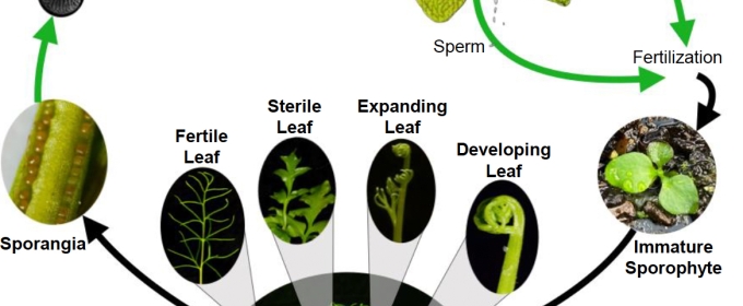 pictorial diagram of fern leaf parts and sections, with text on white