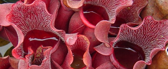 photo of a red pitcher plant