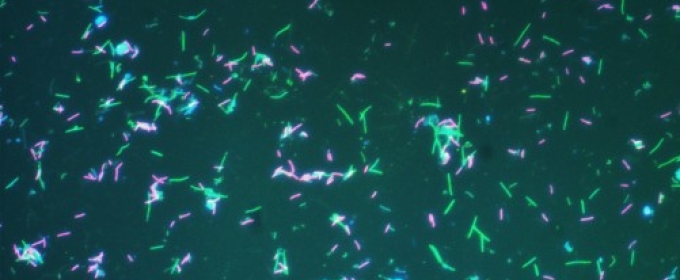 photo of pink and green bacteria