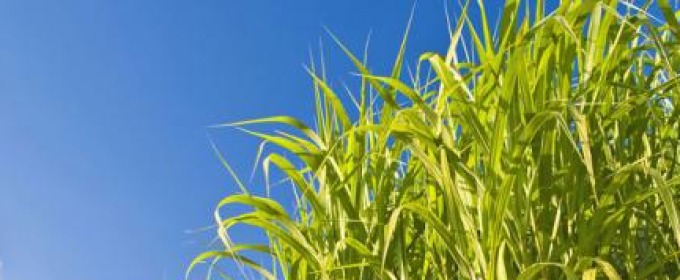 switchgrass with blue sky, photo