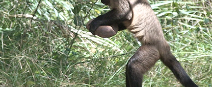 photo of bearded capuchin monkey with stone tool