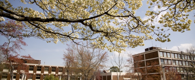 photo of buildings with budding tree in foreground