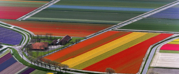 aerial photo of tulip fields, with roads and trees