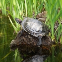 turtle on a rock in a pond