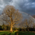 Photo of White oak tree with rainbow